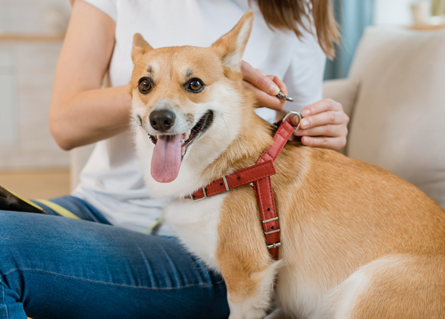 How to Stop Your Dog From Destroying Your Home